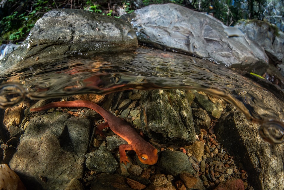 An orange salamander moving among rocks at the edge of an underwater stream.