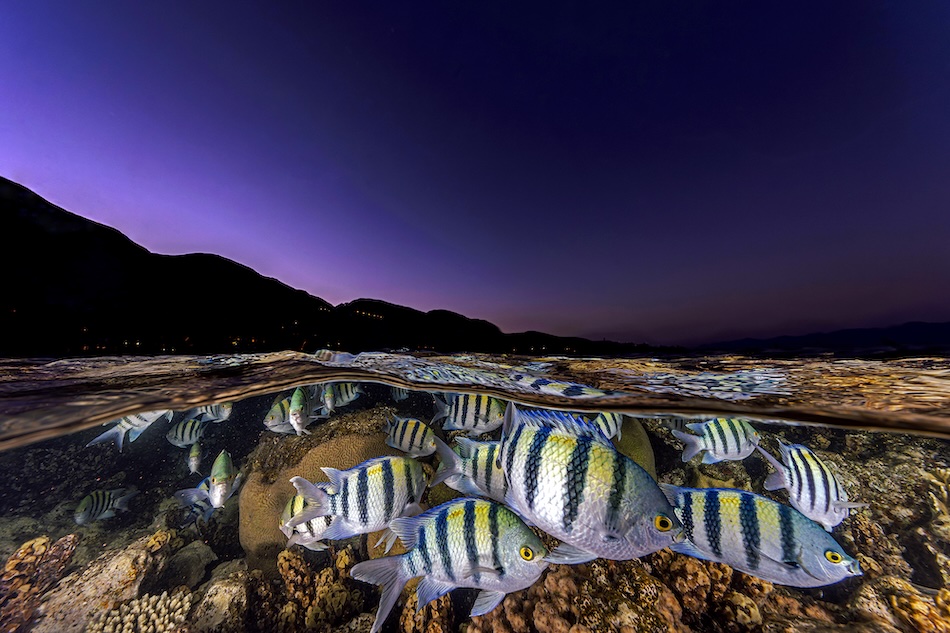 A school of colorful fish moves above corals, showcasing underwater beauty.
