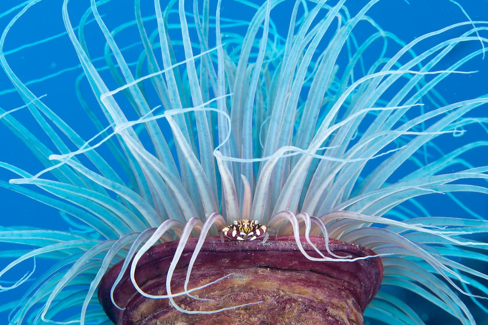 A colorful anemone houses a clownfish, illustrating the fascinating biodiversity of coral reefs.