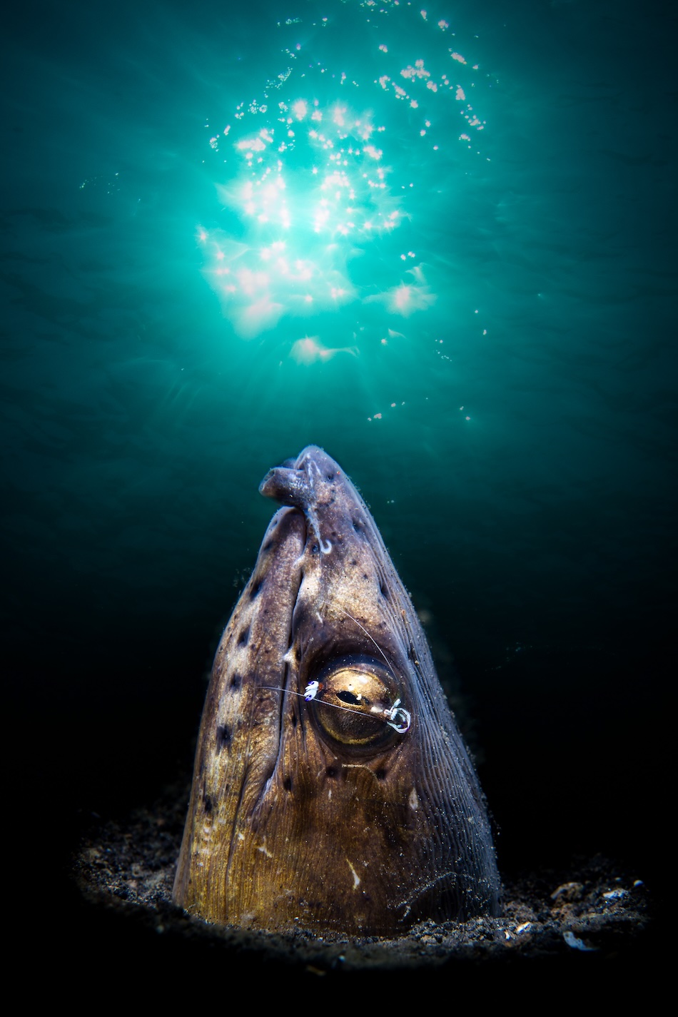 A curious fish emerges from the depths, illuminated by filtered light from the surface.