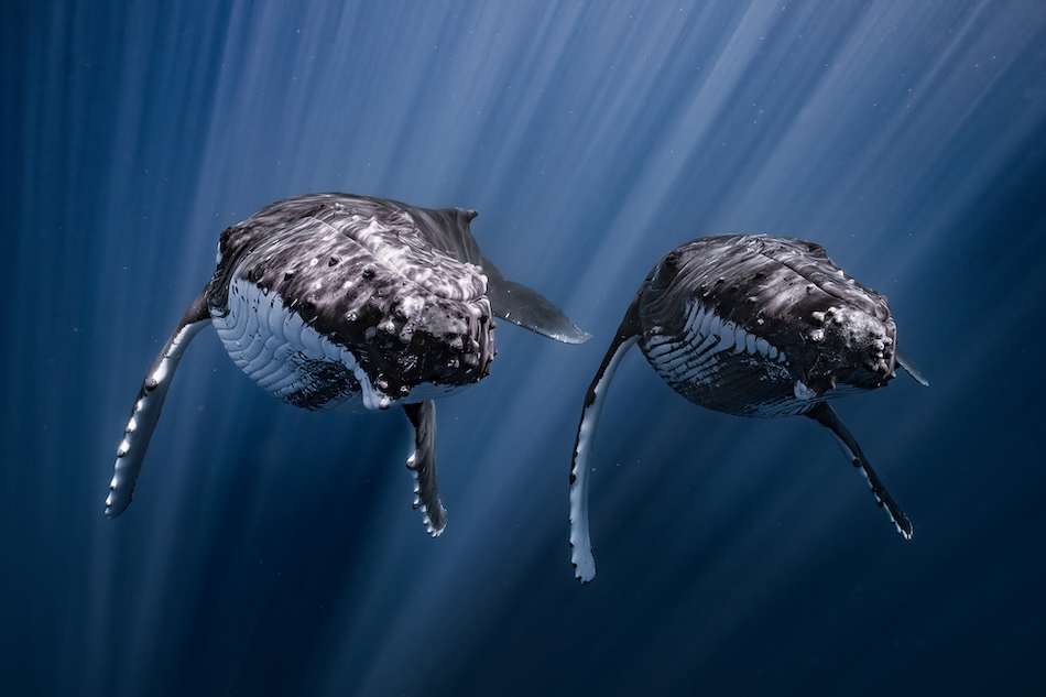 Two majestic humpback whales gracefully swim in the ocean depths, illustrating the beauty of the underwater world.