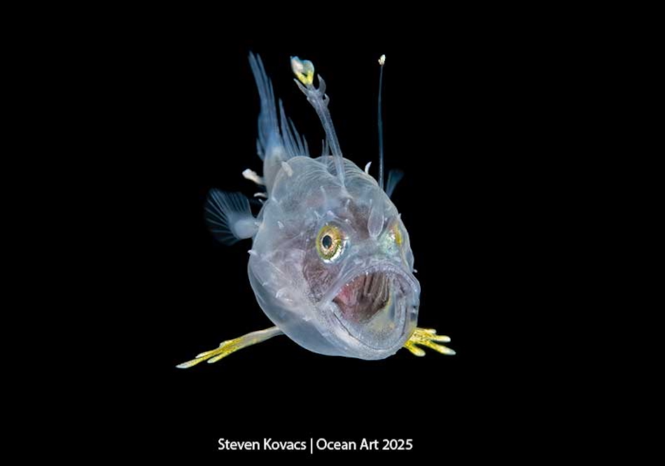 Transparent fish with bright eyes, illustrating the fascinating biodiversity of the ocean depths.