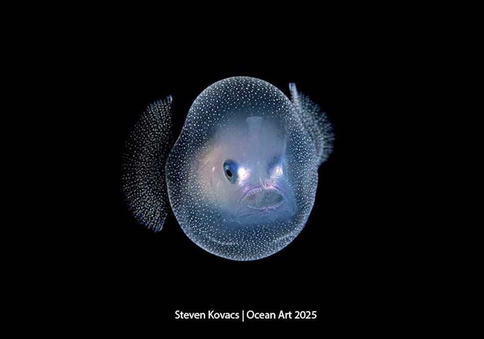 A transparent fish with bright eyes, revealing the mysterious beauty of the underwater world.
