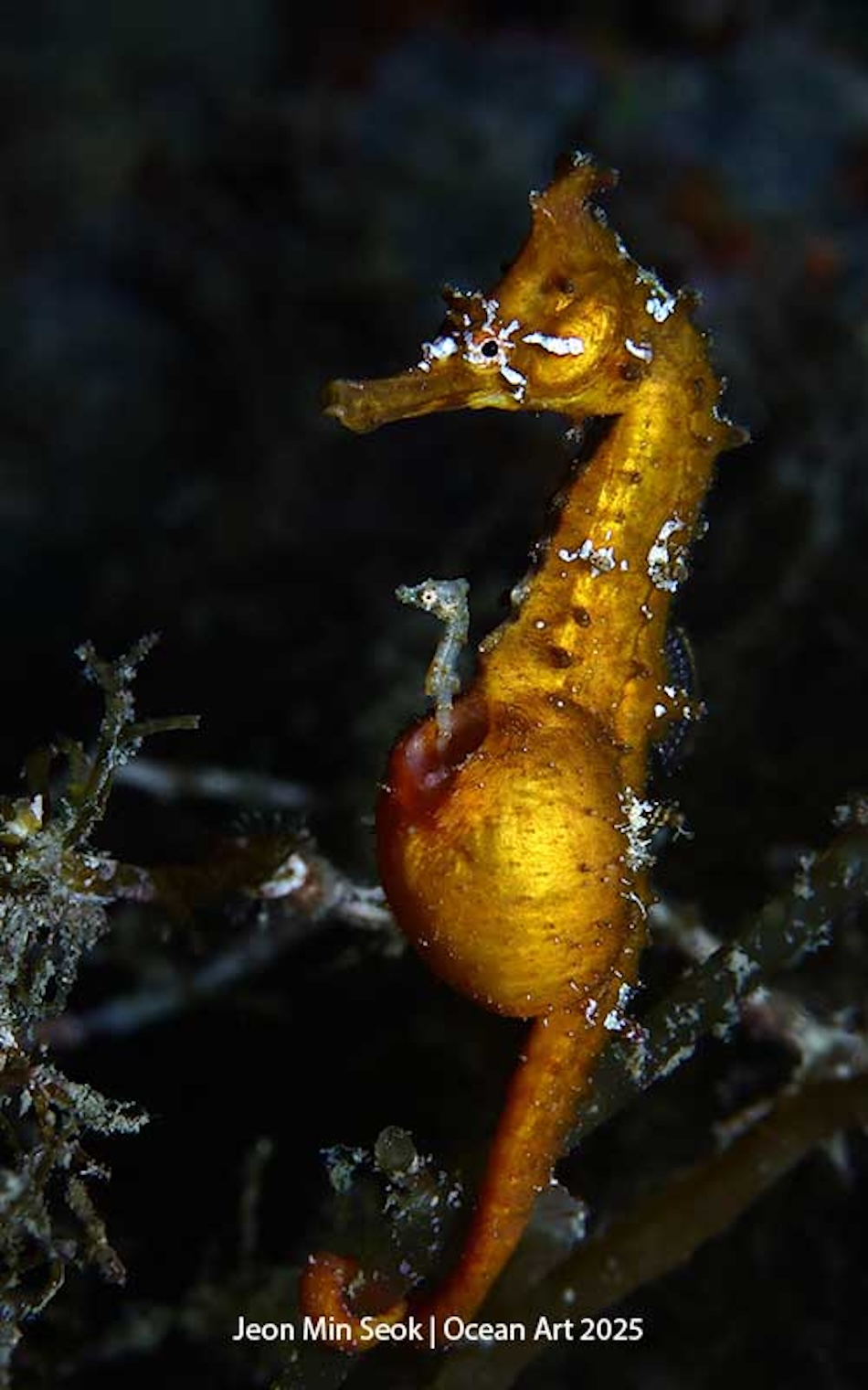 An orange seahorse camouflages among the seaweed, illustrating the beauty of marine life.