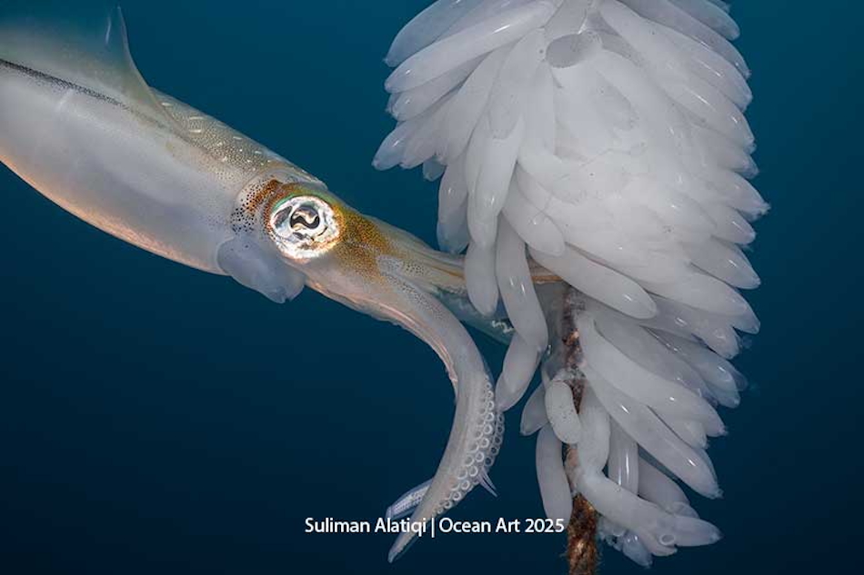 A majestic squid swims among translucent eggs in a fascinating underwater world.