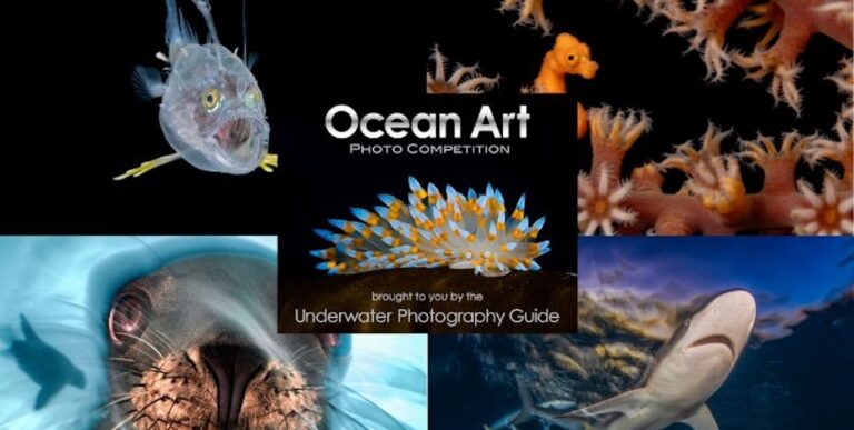 Compétition de photographie sous-marine mettant en avant la beauté des créatures marines.