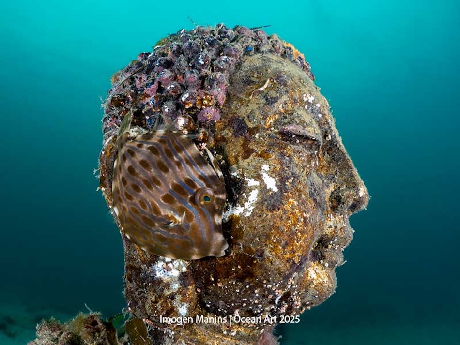 A fascinating underwater sculpture, colonized by corals and accompanied by a fish.