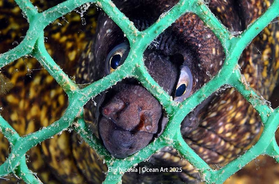 A curious moray eel peers through an underwater net, revealing the beauty of marine life.