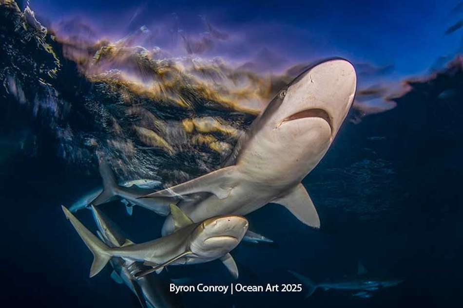 A group of sharks swims in crystal-clear waters, illustrating the beauty of the underwater world.