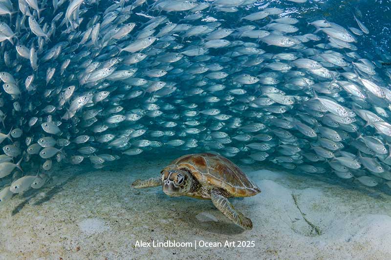 A sea turtle peacefully moves among a school of shimmering fish in a vibrant underwater landscape.