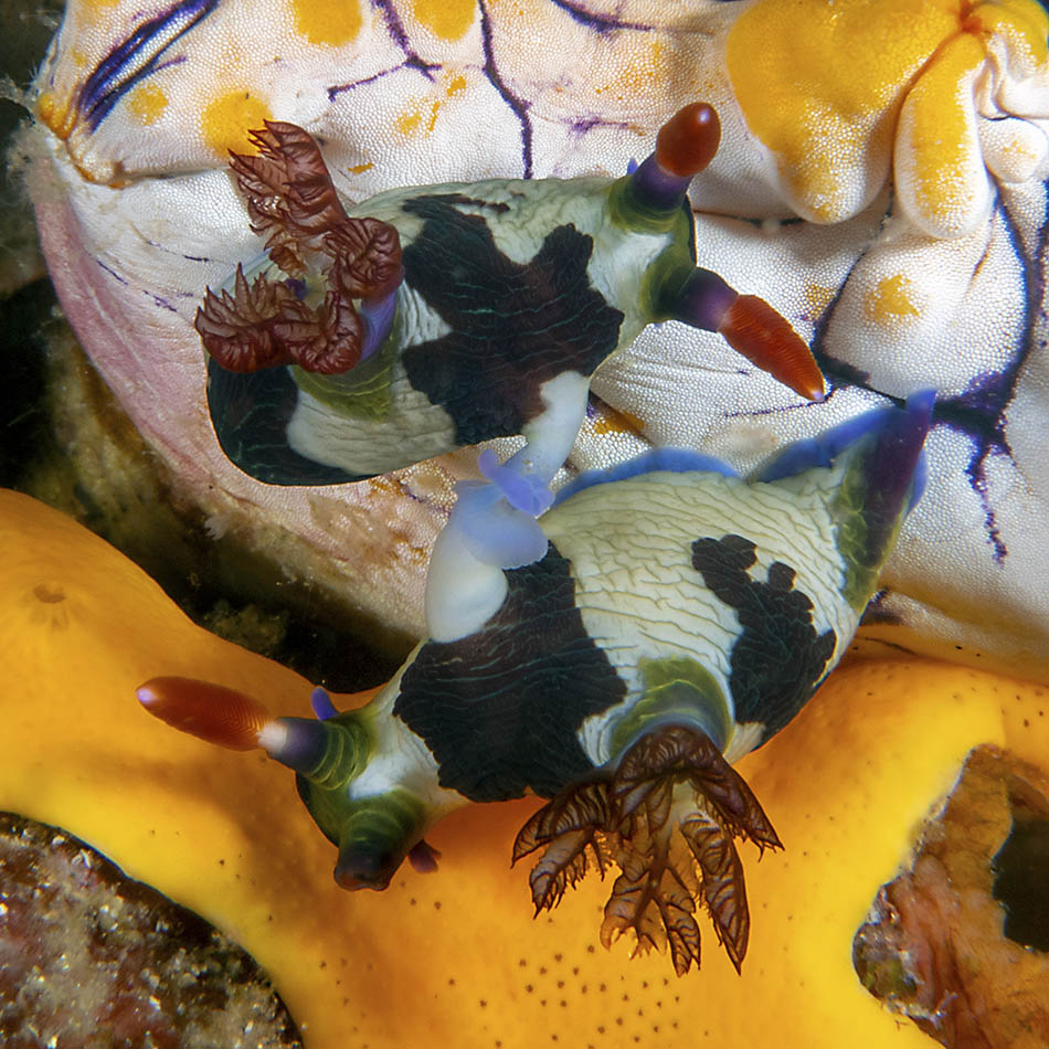 Colorful nudibranchs evolving on a rich and vibrant underwater background.