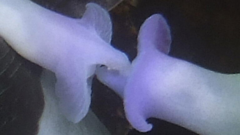 Deux nudibranches colorés se rencontrent dans un habitat sous-marin riche en biodiversité.