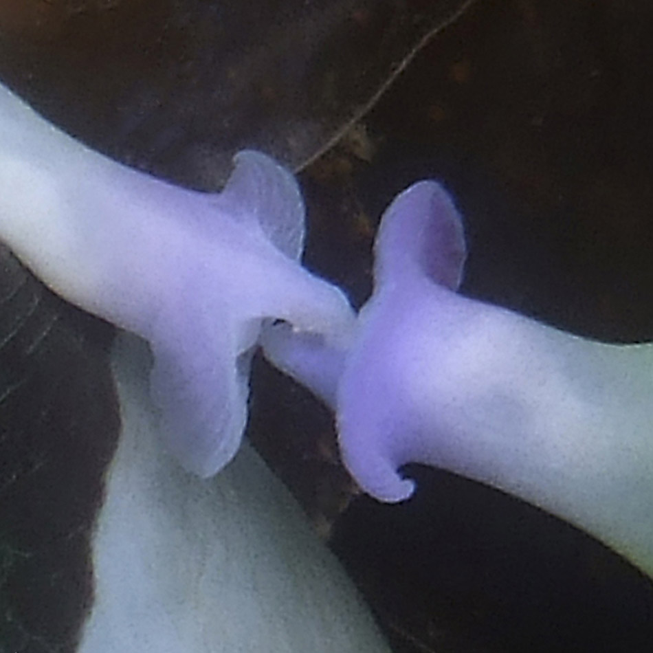 Two delicately colored nudibranchs meet in a vibrant underwater environment.