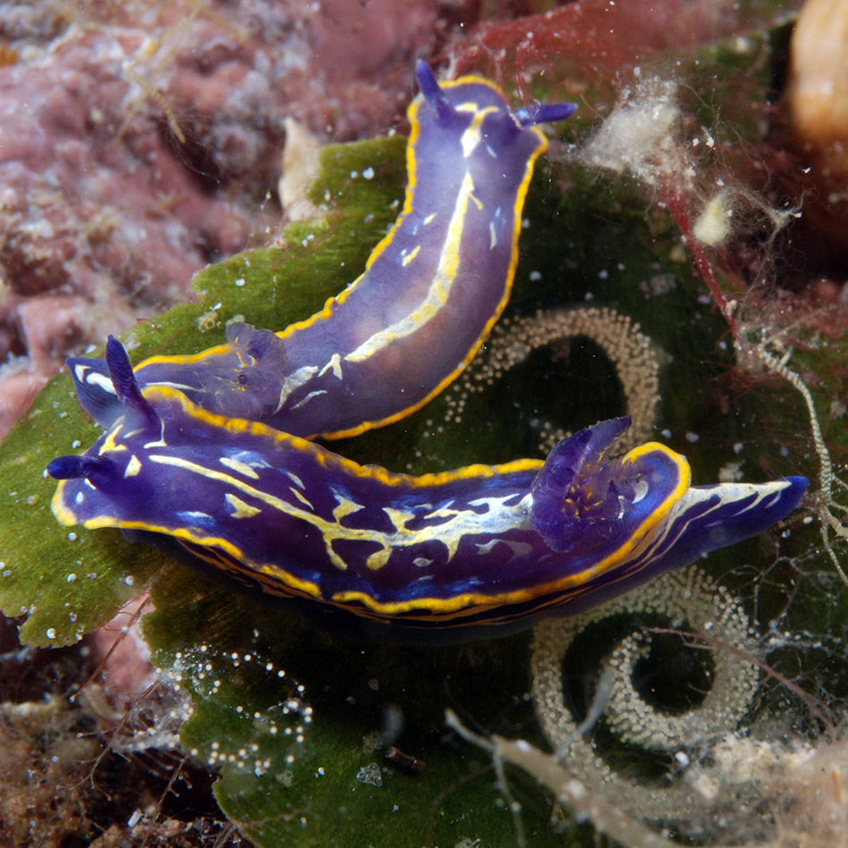 Two colorful nudibranchs moving on an algae, illustrating underwater biodiversity.