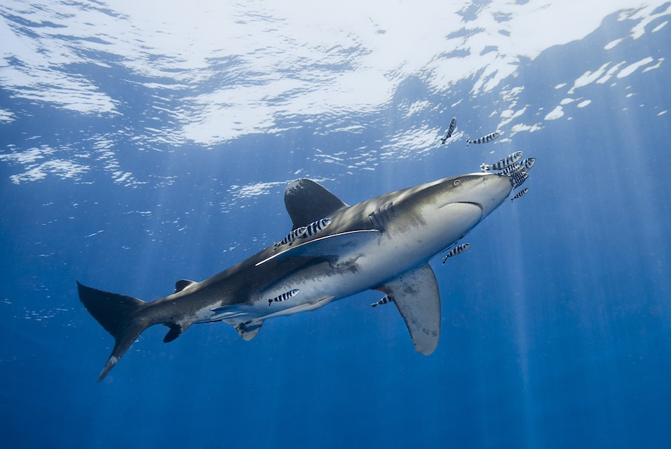 A majestic shark swims in crystal-clear waters, accompanied by colorful fish, illustrating the beauty of the underwater world.