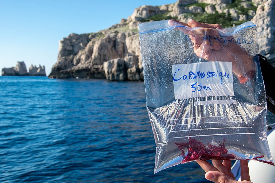 A diver examines a marine life sample in a transparent pouch in open water.