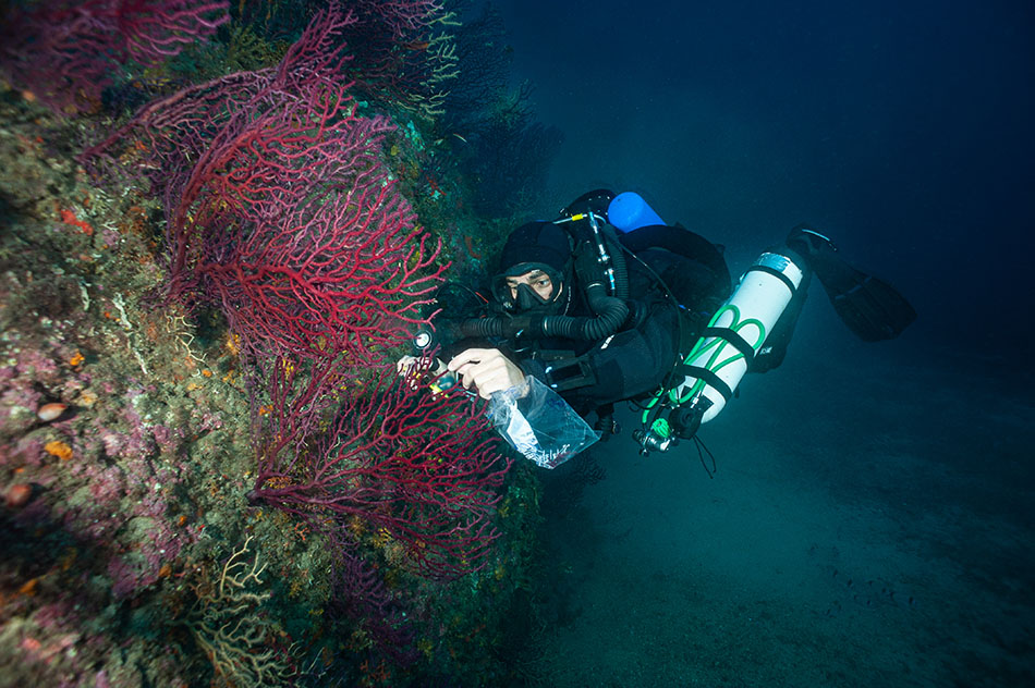 Diver exploring a vibrant coral reef, capturing the beauty of underwater life.
