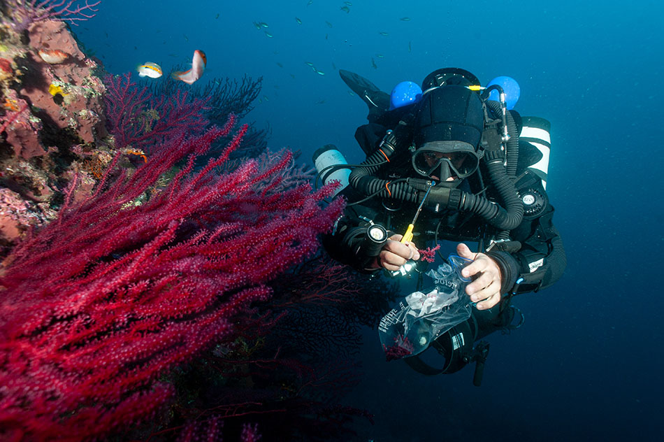 A diver explores a vibrant coral reef, captivated by the underwater biodiversity.
