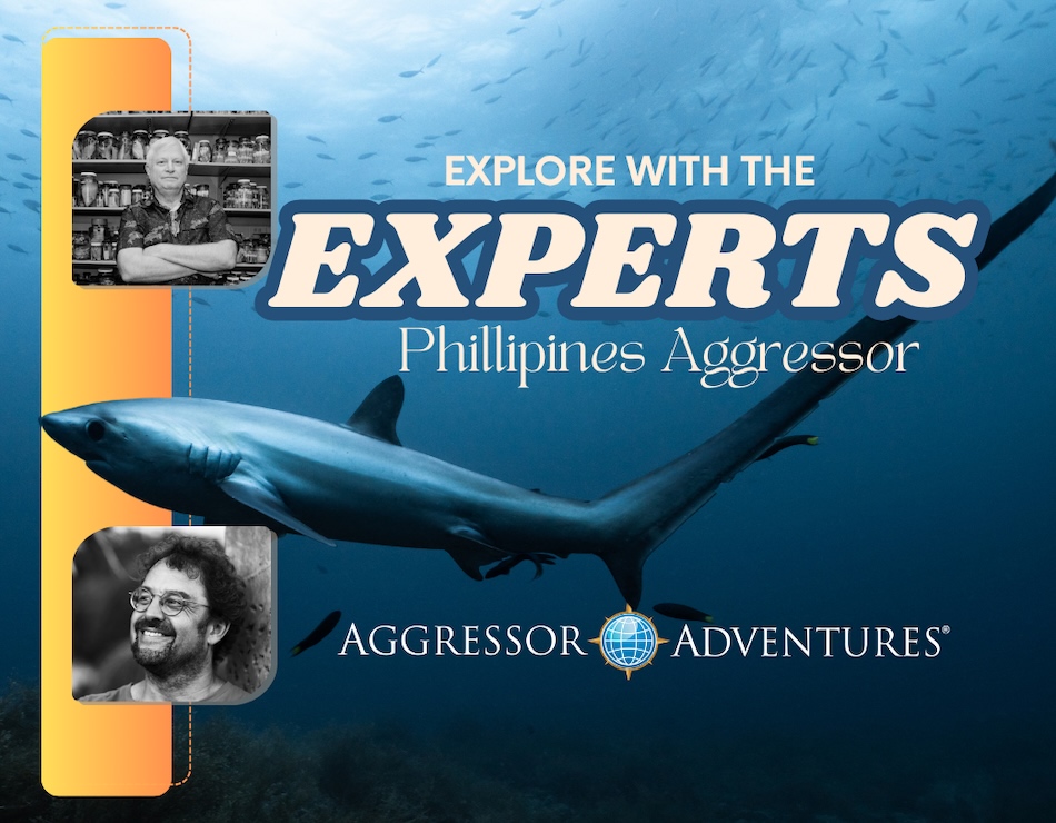 Discover the underwater wonders of the Philippines with diving experts.