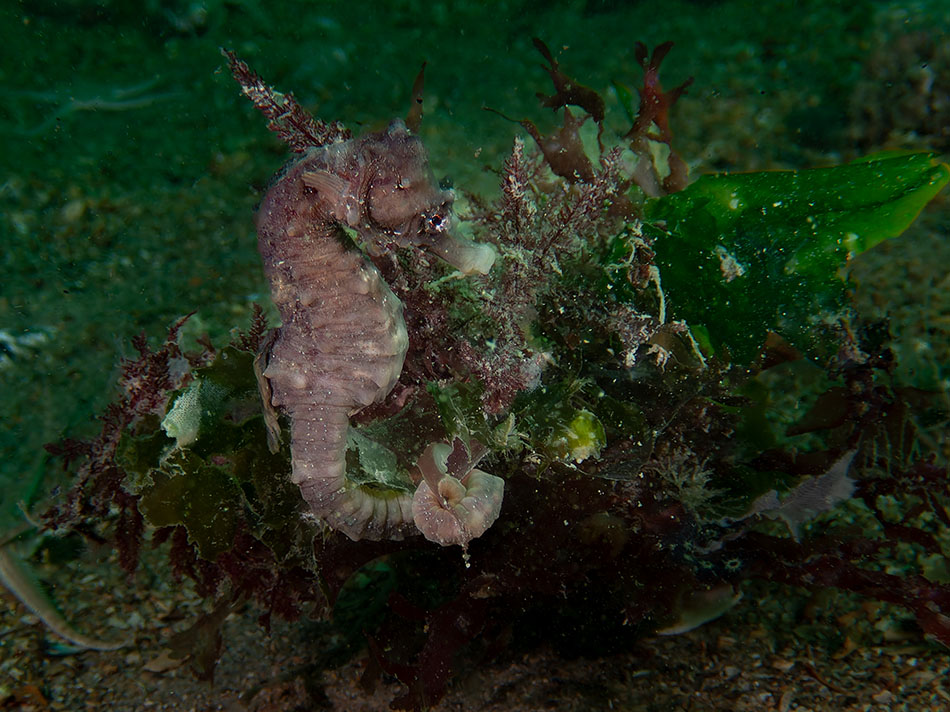 A seahorse camouflaged among underwater algae, illustrating marine biodiversity.