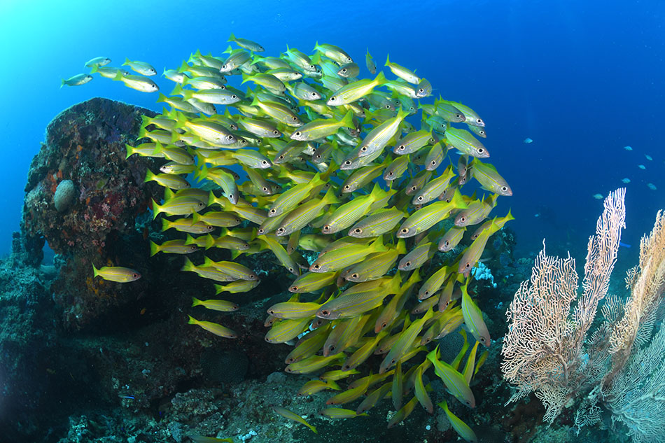 A school of yellow fish swims near a vibrant coral reef teeming with life.