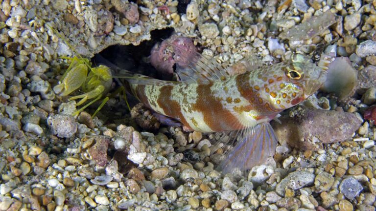 Un poisson coloré et une crevette se cachent dans le sable sous-marin, illustrant la biodiversité marine.