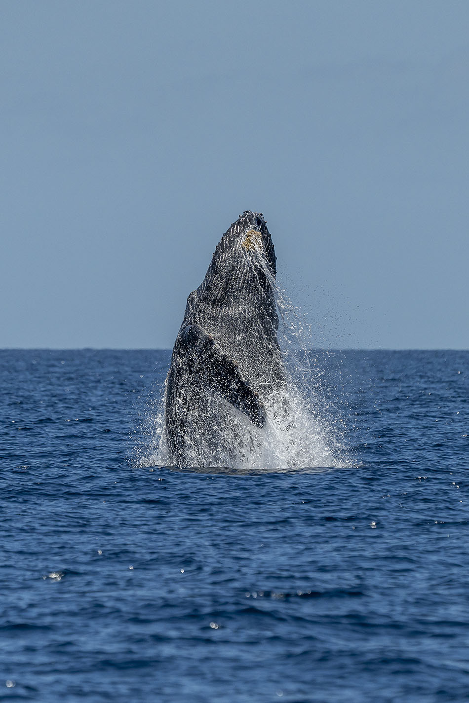 Humpback whale majestically emerging from the waters, a symbol of marine biodiversity.
