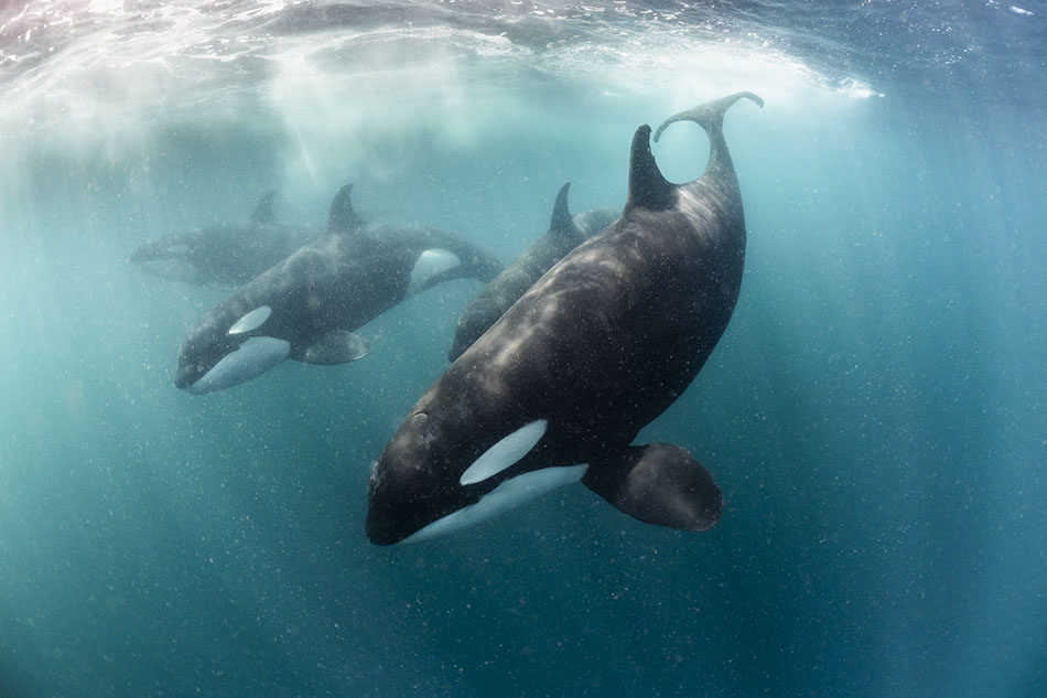 Three orcas swim majestically in crystal-clear waters, revealing the beauty of the underwater world.