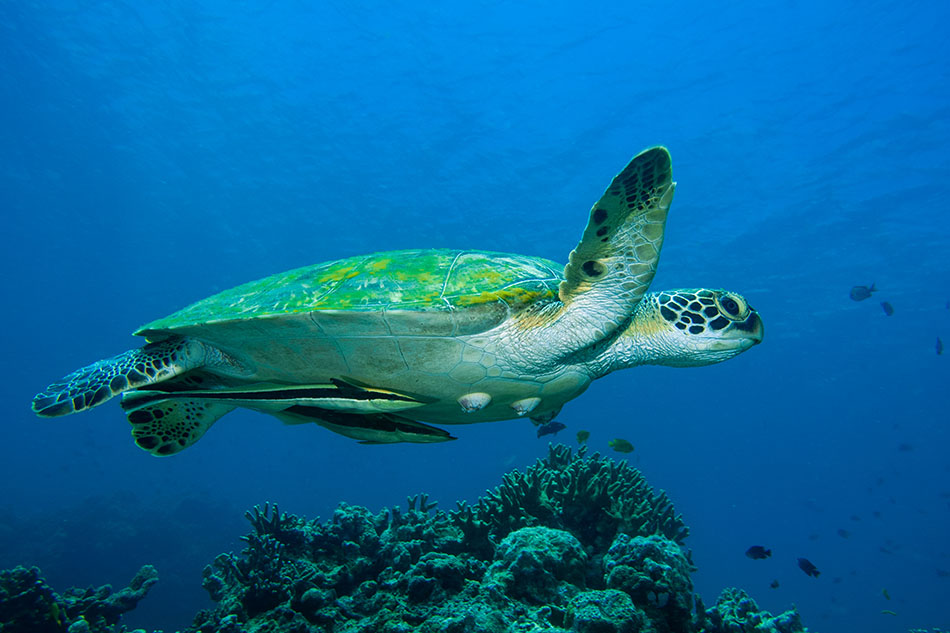 A turtle swims peacefully above the corals in a vibrant underwater landscape.