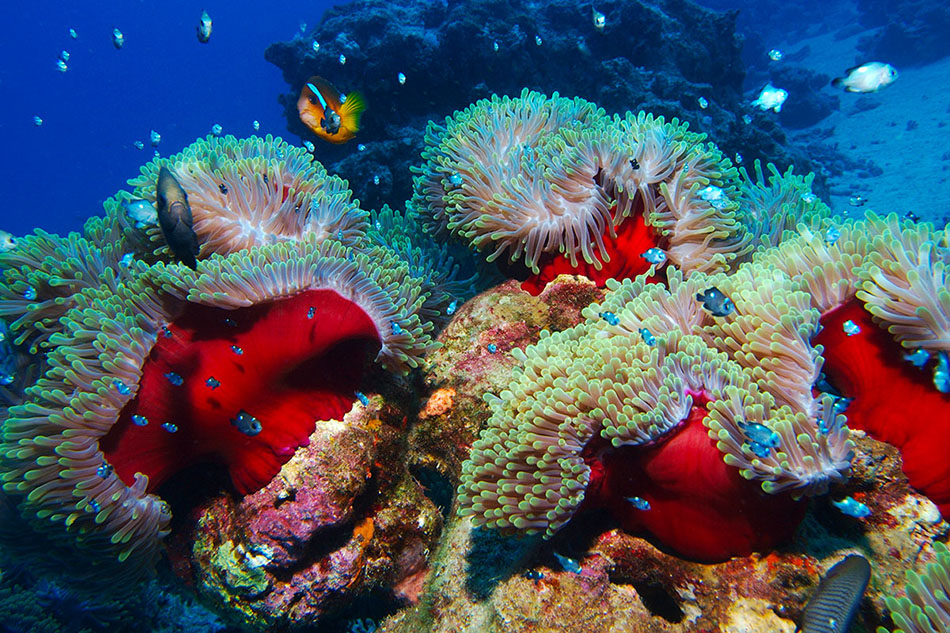 A vibrant coral reef inhabited by colorful fish and sea anemones.