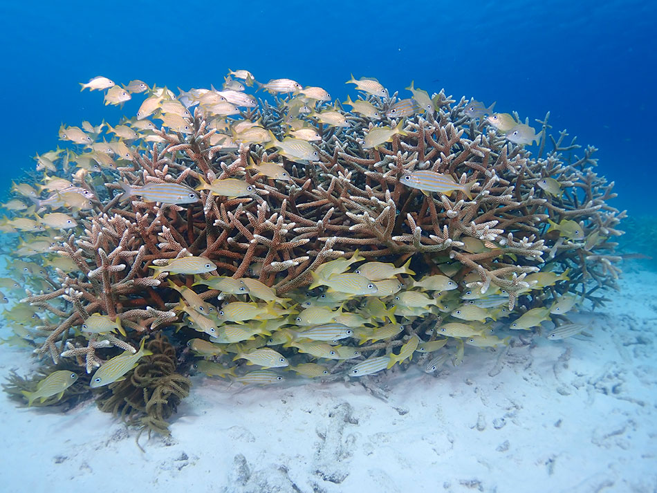 A school of yellow fish moves around a vibrant coral reef in an underwater setting.