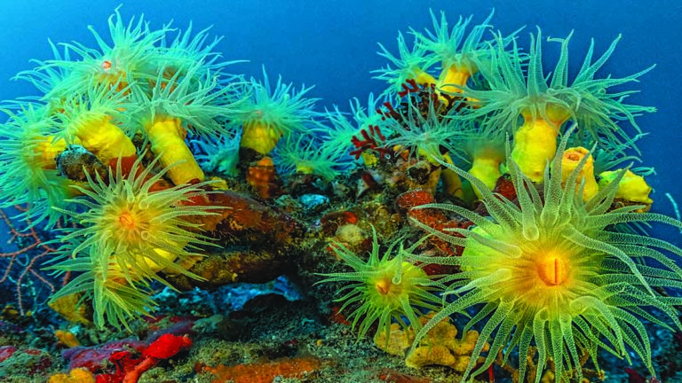 Coraux colorés et anémones marines créent un écosystème sous-marin vibrant et fascinant.