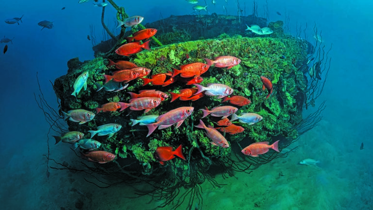 Un banc de poissons colorés évolue autour d'une épave recouverte de coraux sous-marins.