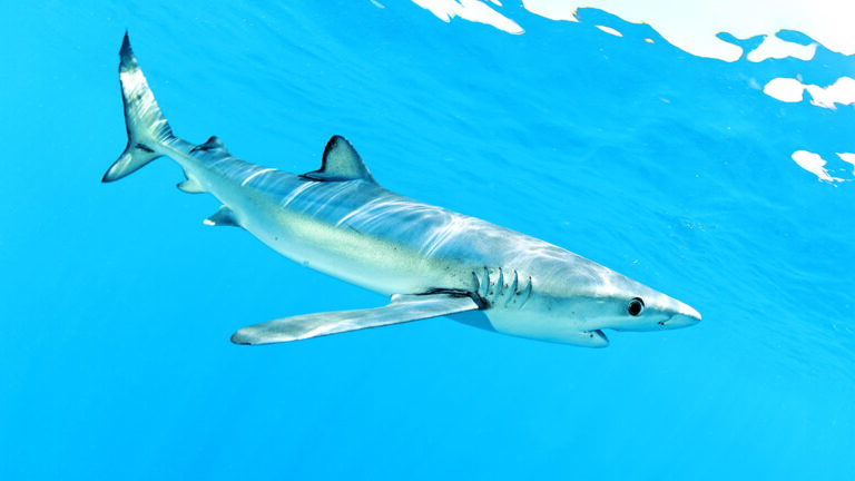 Un requin nage gracieusement dans les eaux turquoise, illustrant la beauté du monde sous-marin.