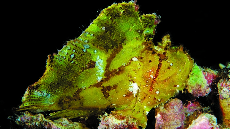 Poisson camouflé sur un fond corallien, illustrant la biodiversité sous-marine fascinante.