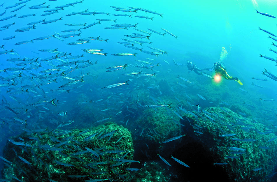 Divers explore an underwater reef, surrounded by schools of colorful fish.