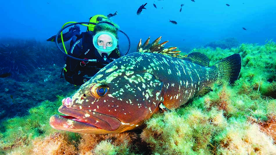 A diver explores the seabed alongside a colorful grouper, revealing the richness of underwater life.