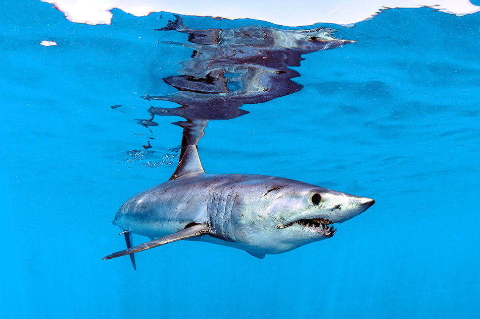 A shark swims majestically in crystal-clear waters, a symbol of marine biodiversity.