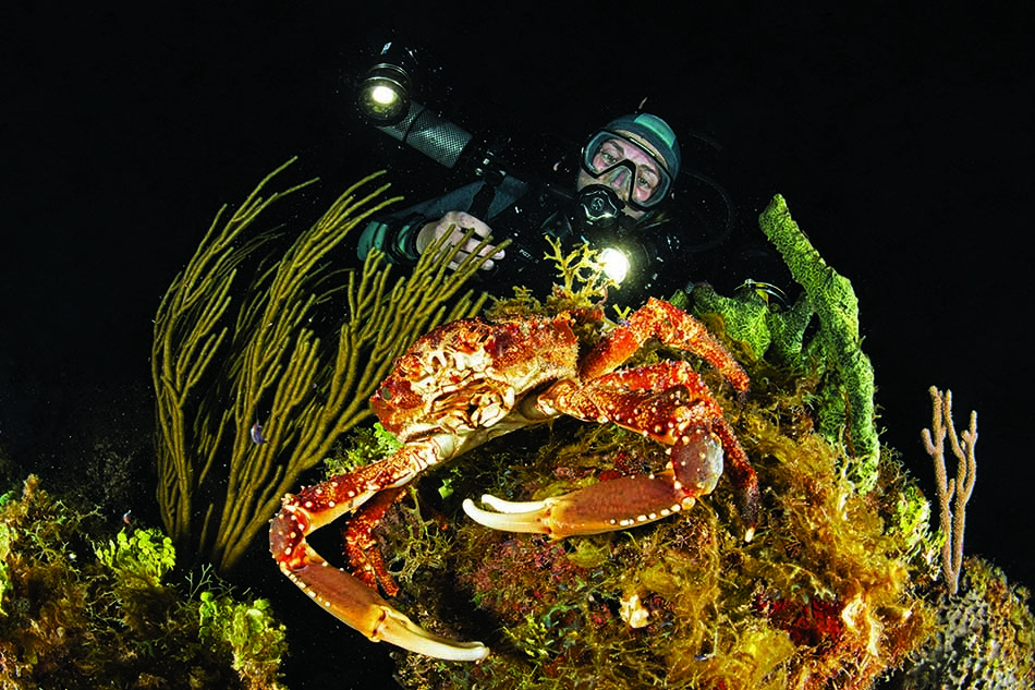Underwater diving revealing a majestic crab among colorful marine flora and fauna.