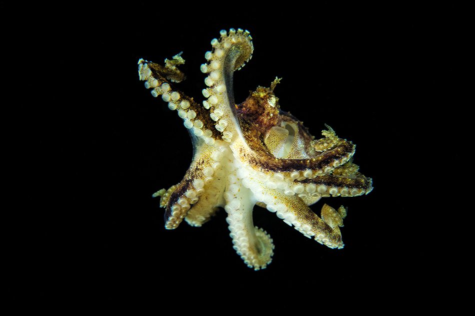 Majestic octopus swimming in the marine depths, a symbol of underwater biodiversity.