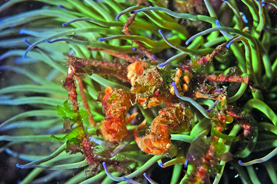 A camouflaged crustacean blends harmoniously among the colorful underwater anemones.