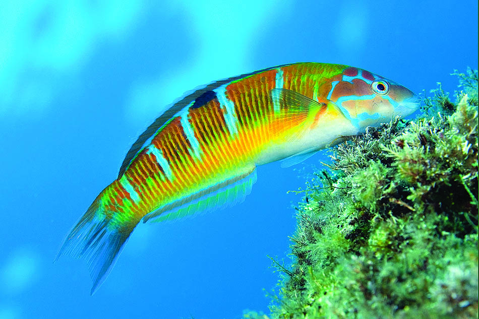 Colorful fish swimming among the corals, emblematic of underwater biodiversity.