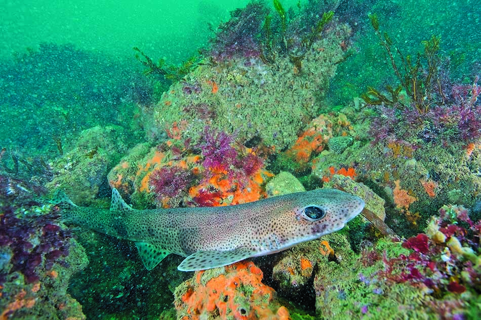 A shark moves silently among the colorful corals of a vibrant underwater ecosystem.