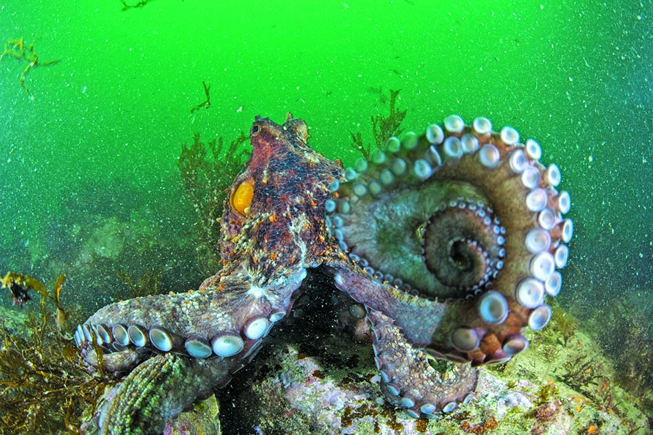 A majestic octopus explores the seabed, revealing the beauty of the underwater world.