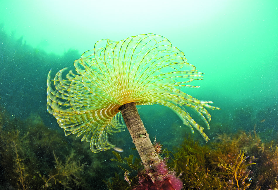 A beautiful vibrant underwater coral, a symbol of marine biodiversity and diving.