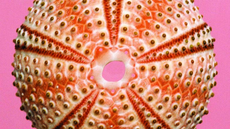 Étoile de mer aux détails fascinants, symbole de la biodiversité marine et de la plongée.