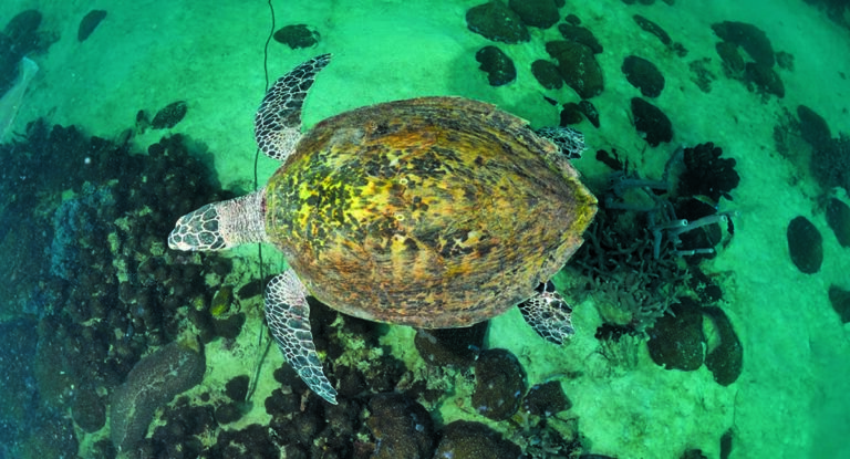 Une tortue de mer nage paisiblement au-dessus des récifs coralliens, révélant la beauté du monde sous-marin.