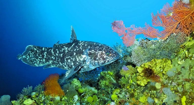Un poisson coelacanthe nage parmi des coraux colorés dans un paysage sous-marin vibrant.