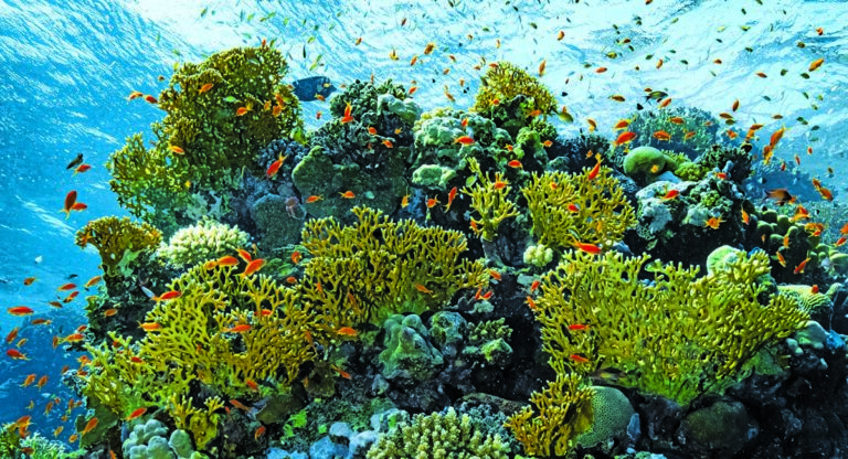 Récif corallien vibrant, peuplé de poissons colorés, offrant une expérience de plongée inoubliable.