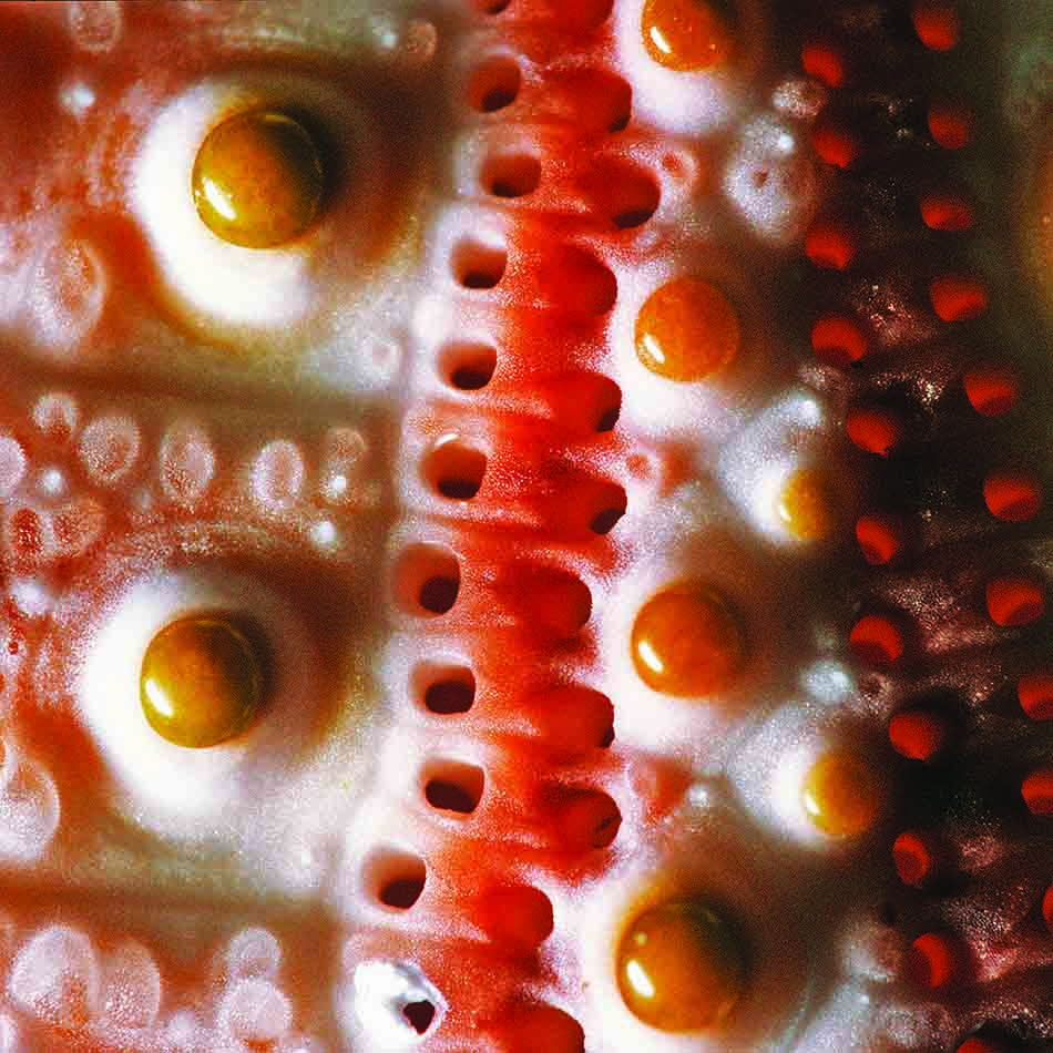 Colorful details of a starfish, revealing the beauty of the underwater world.